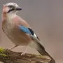 Птица С Голубыми Крыльями