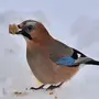 Птица С Голубыми Крыльями