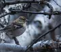 Птицы кировской области зимующие с названиями