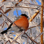 Птицы Кировской Области Зимующие С Названиями