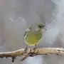 Птицы Кировской Области Зимующие С Названиями