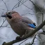 Птицы кировской области зимующие с названиями