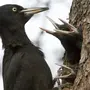 Черный дятел птицы