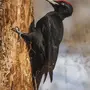 Черный Дятел Птицы