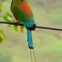 Момот птица