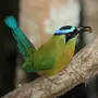 Момот птица