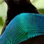 Птицы которая поглощает 100 света