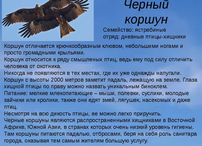 Хищные птицы хабаровского края и названия