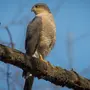 Хищные птицы хабаровского края и названия