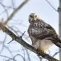 Хищные птицы красноярского края