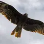Хищные птицы красноярского края