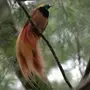 Райская птица самец