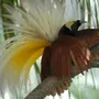 Райская птица самец
