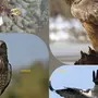 Крупные хищные птицы