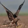 Крупные хищные птицы