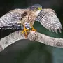 Крупные Хищные Птицы