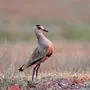 Перелетные птицы татарстана названия