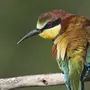 Перелетные птицы татарстана названия