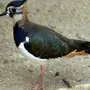 Перелетные Птицы Татарстана Названия