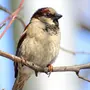 Птицы ставропольского края с названиями зимой