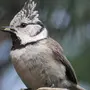 Птицы ставропольского края с названиями зимой