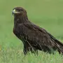 Хищные птицы тамбовской области