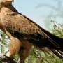 Хищные птицы тамбовской области