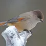 Птица Ронжа Как Выглядит