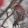 Птицы Новосибирской Области Зимой И Название