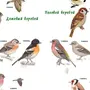 Птицы новосибирской области зимой и название