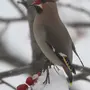 Птицы Новосибирской Области Зимой И Название