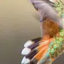 Колибри Птица Размер