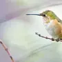 Колибри птица размер
