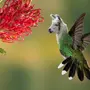 Колибри птица размер