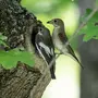 Пеструшка птица