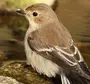 Пеструшка птица