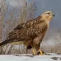 Хищные Птицы Волгоградской Области