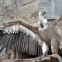 Птицы дагестана