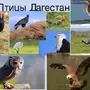 Птицы дагестана