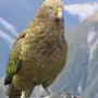Птицы Дагестана