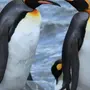 Птица Пингвин