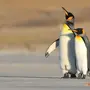 Птица пингвин