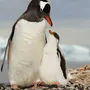 Категория Пингвин