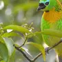 Птицы бразилии