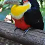 Птицы Бразилии