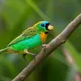 Птицы Бразилии