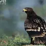 Подорлик птица
