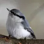 Как Выглядит Поползень Птица