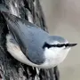 Как выглядит поползень птица