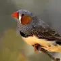 Вьюрковые птицы